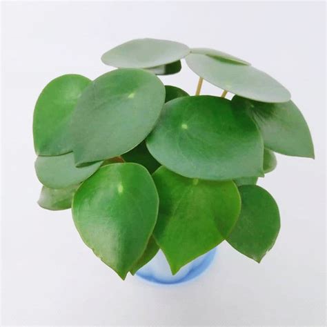 荷葉椒草照顧|荷葉椒草的栽培照護方法 (Peperomia polybotrya)